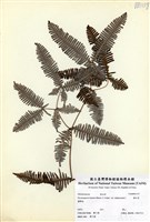藏品(蔓芒萁)的圖片